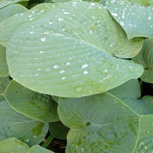 Hosta True Blue Hosta true blue