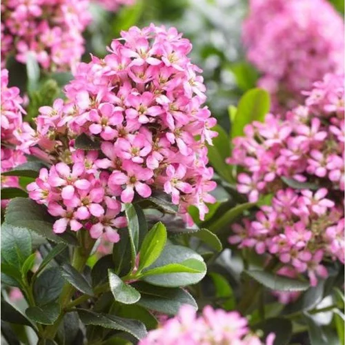 Escallonia Laevis Pink Elle rose. Le pot de 3 litres