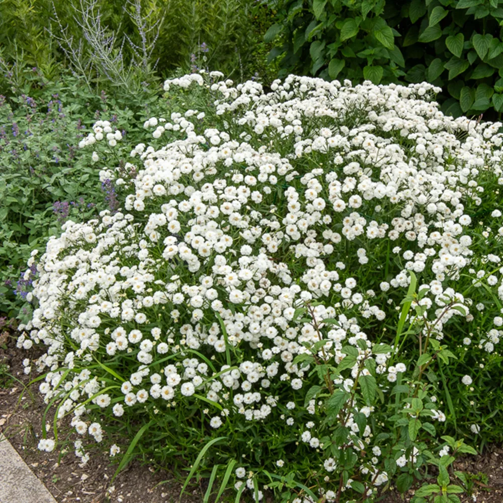 Achillée The Pearl Achillea ptarmica The Pearl