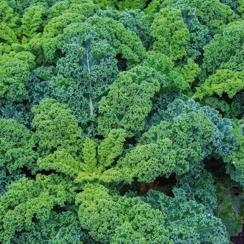 Chou Kale Halbhoher Bio. La barquette de 3 plants