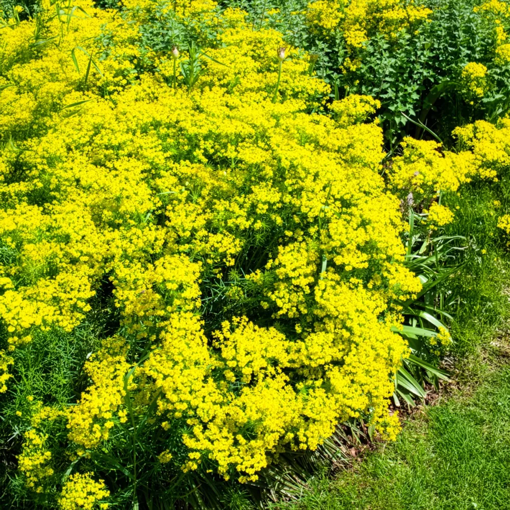 Euphorbe petit-cyprès Euphorbia cyparissias