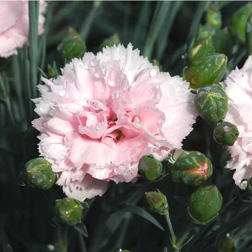 Œillet mignardise - La jardinière de 40 cm