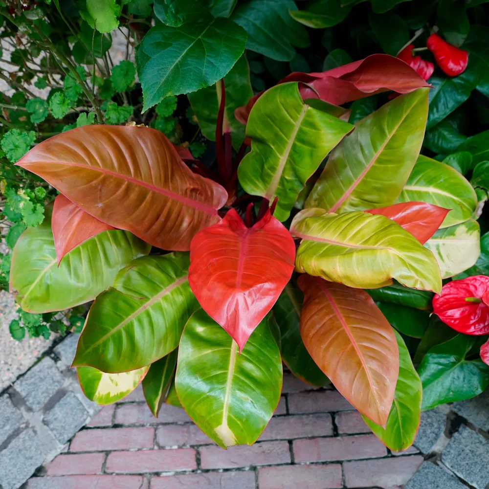 Philodendron Prince of Orange Philodendron Prince of Orange