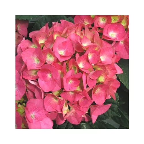 Hydrangea Macrophylla Little en pot