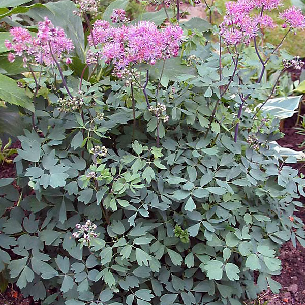 6 x Pigamon 'Thundercloud' – Thalictrum aquilegifolium 'Thundercloud', godet 9cm x 9cm