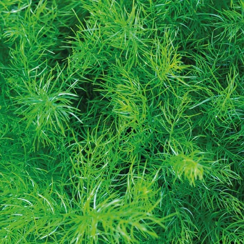 Asparagus Sprengeri. Le pot de 13 cm