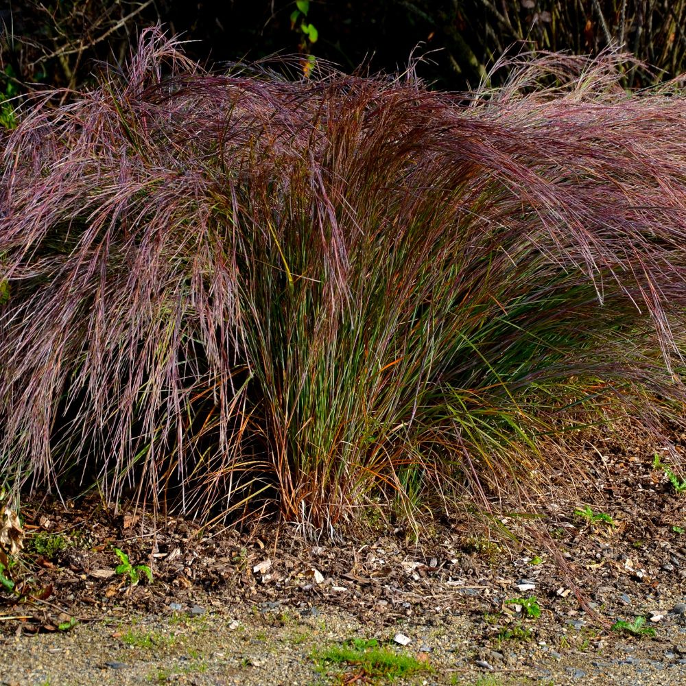 Andropogon Standing Ovation Schizachyrium scoparium Standing Ovation