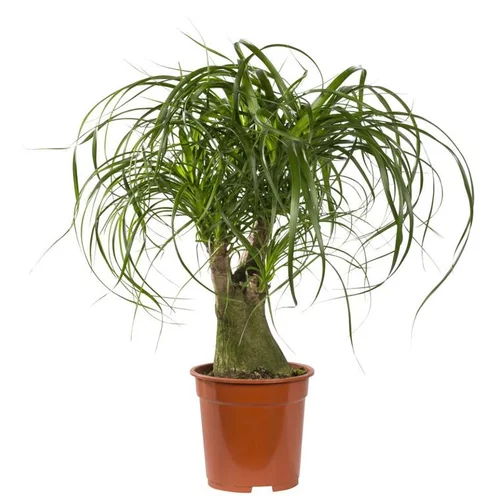 Beaucarnea Ramifié coupe Ø19xH70 cm