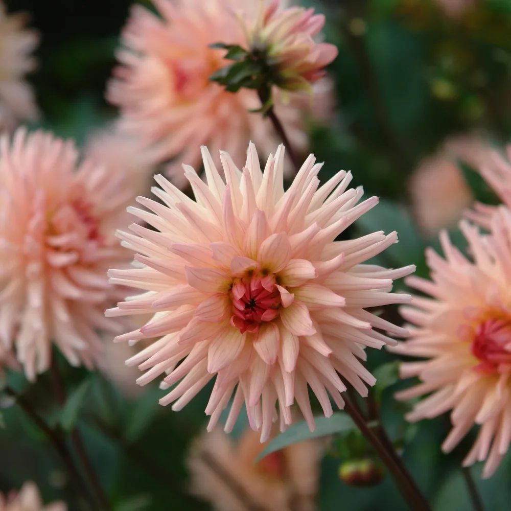 Dahlia cactus Préférence Dahlia Préference