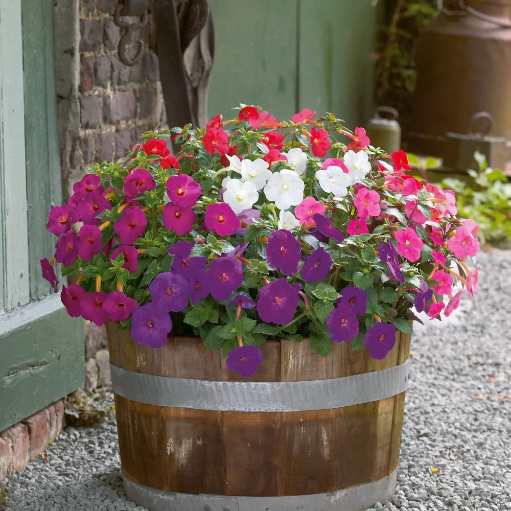 10 Achimènes en mélange Achimenes