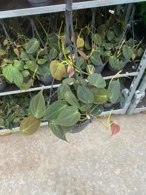 Philodendron Micans. La suspension de Ø 15 x H 40 cm