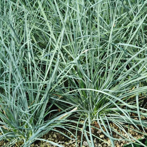 Fétuque bleue. Le pot de 4 litres