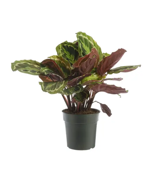 Calathea Médaillon vert. Le pot Ø 17 cm