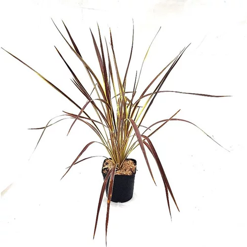 Cordyline Couleur en pot de 7 L multicolore