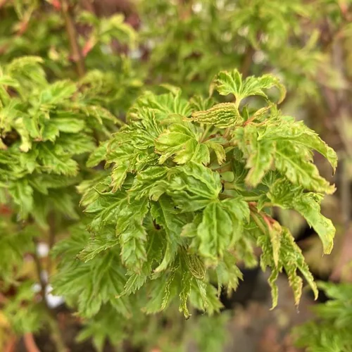 Érable du Japon greffé Shishigashira vert. Le pot de 3 litres