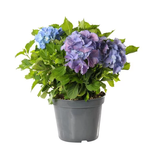 Hortensia Hydrangea Endless Summer bleu en pot de 5 L