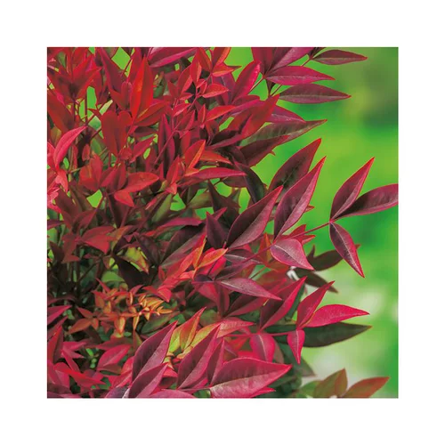 Nandina Gulfstream pot 3 L