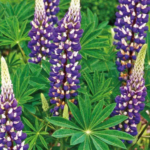 Lupin Bleu - Le pot de 9 x 9 cm