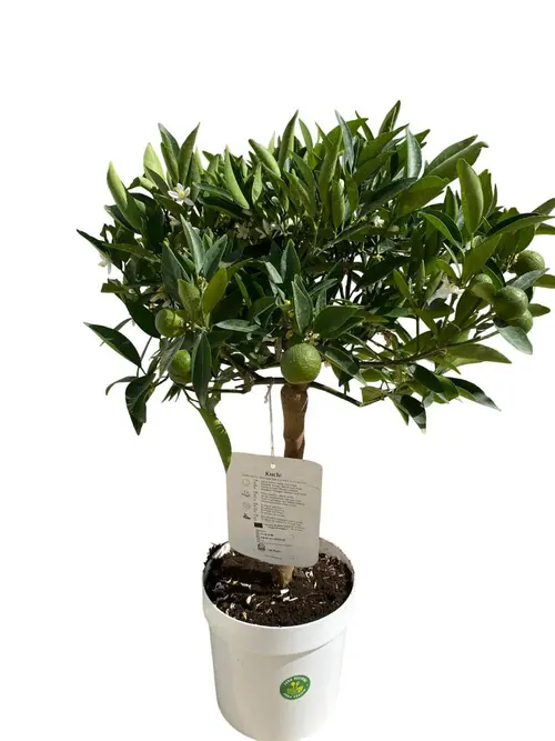 Kumquatine Kucle 1/4 tige coloris orange - 5 L