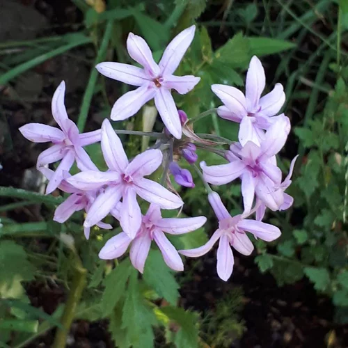 Tulbaghia Violacea Savannah Lightning - Le pot de 2 litres