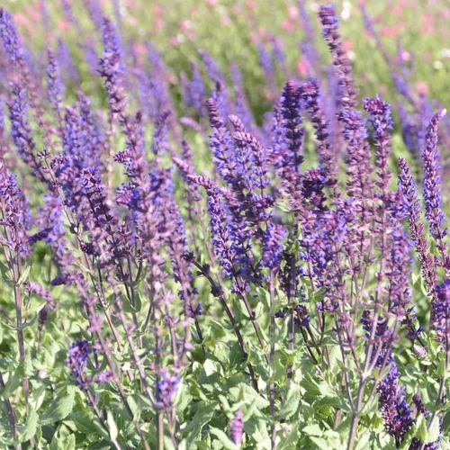 Sauge des bois bleue Caradonna. Le pot de 2 litres
