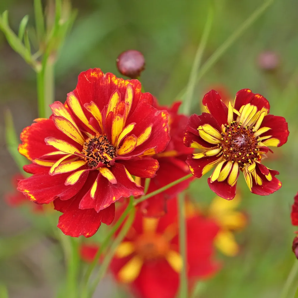 Coreopsis Roulette Coreopsis tinctoria Roulette