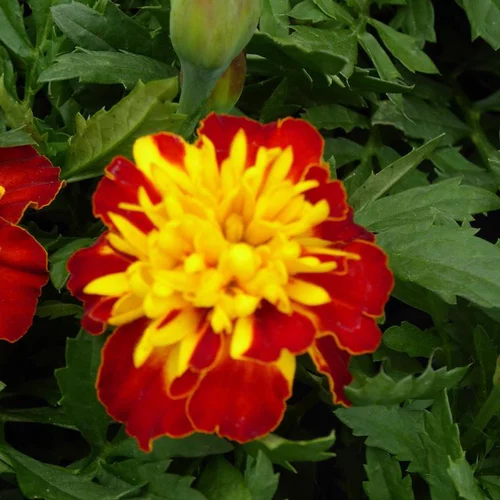 Œillet d'Inde - La cagette de 12 plants