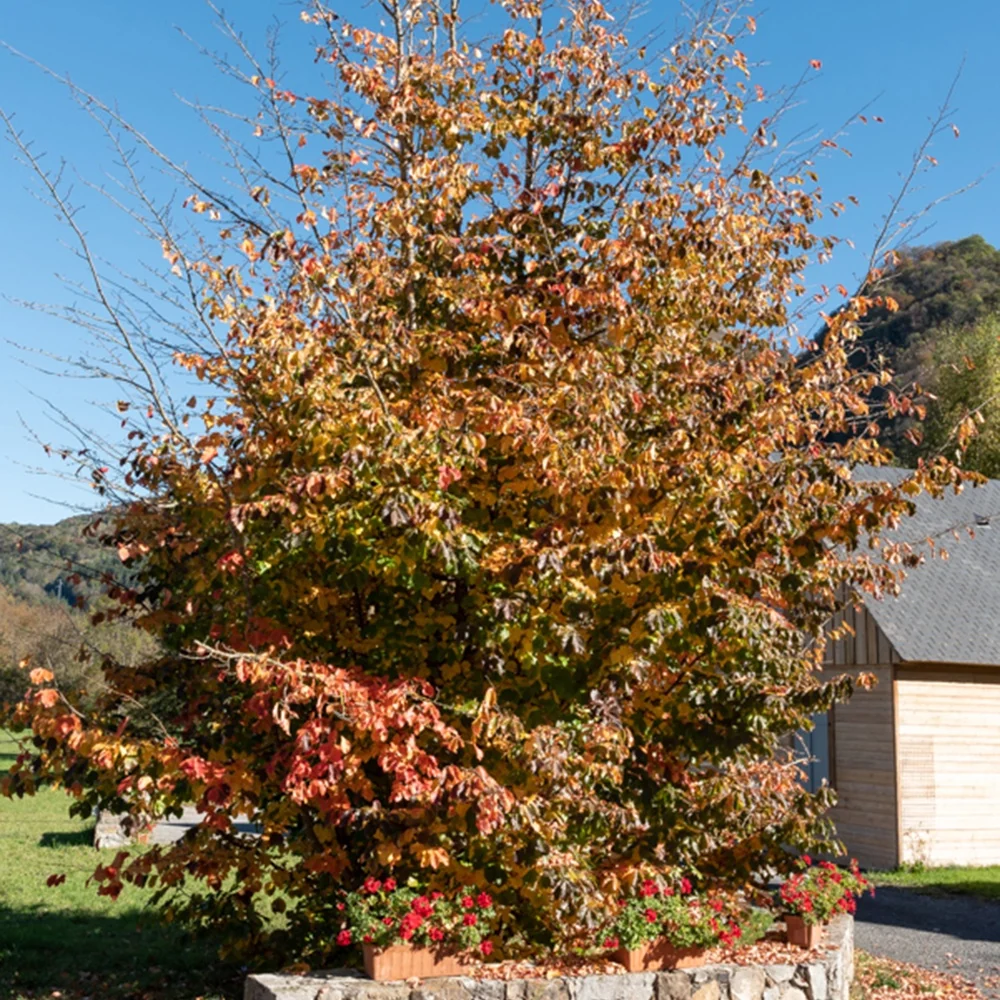 Arbre de fer Parrotia persica