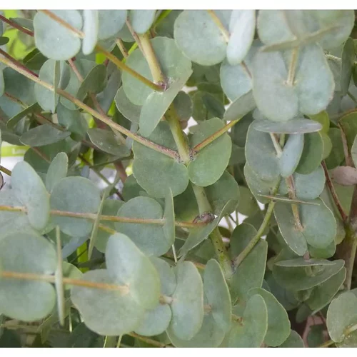 Eucalyptus Gunnii - Le pot de 1 litre