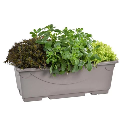 Sédums variés - La jardinière de 40 cm