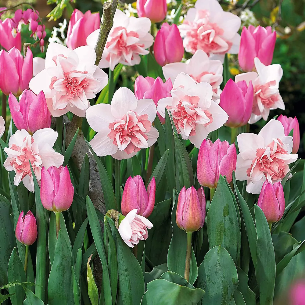 Collection de 15 Narcisses Replete et Tulipes Candy Prince Narcissus 'Replete', Tulipa Candy Prince