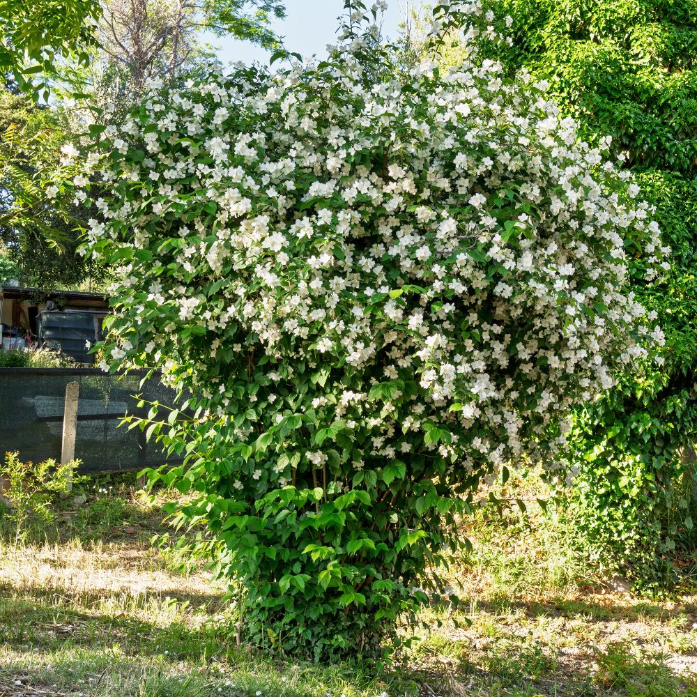 Seringat des jardins Philadelphus coronarius