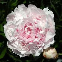 Paeonia Ann Cousins - Le pot de 2 litres