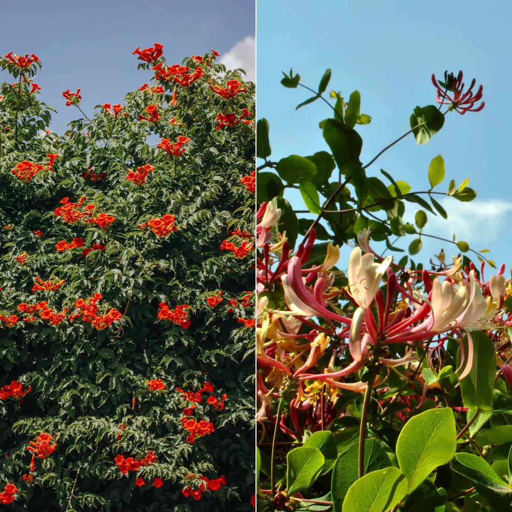 Collection de Bignone et Chèvrefeuille Campsis radicans stromboli, lonicera periclymenum