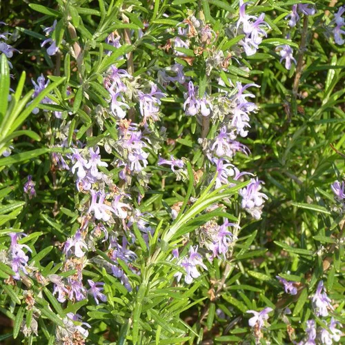 Romarin rampant bleu. Le pot de 5 litres