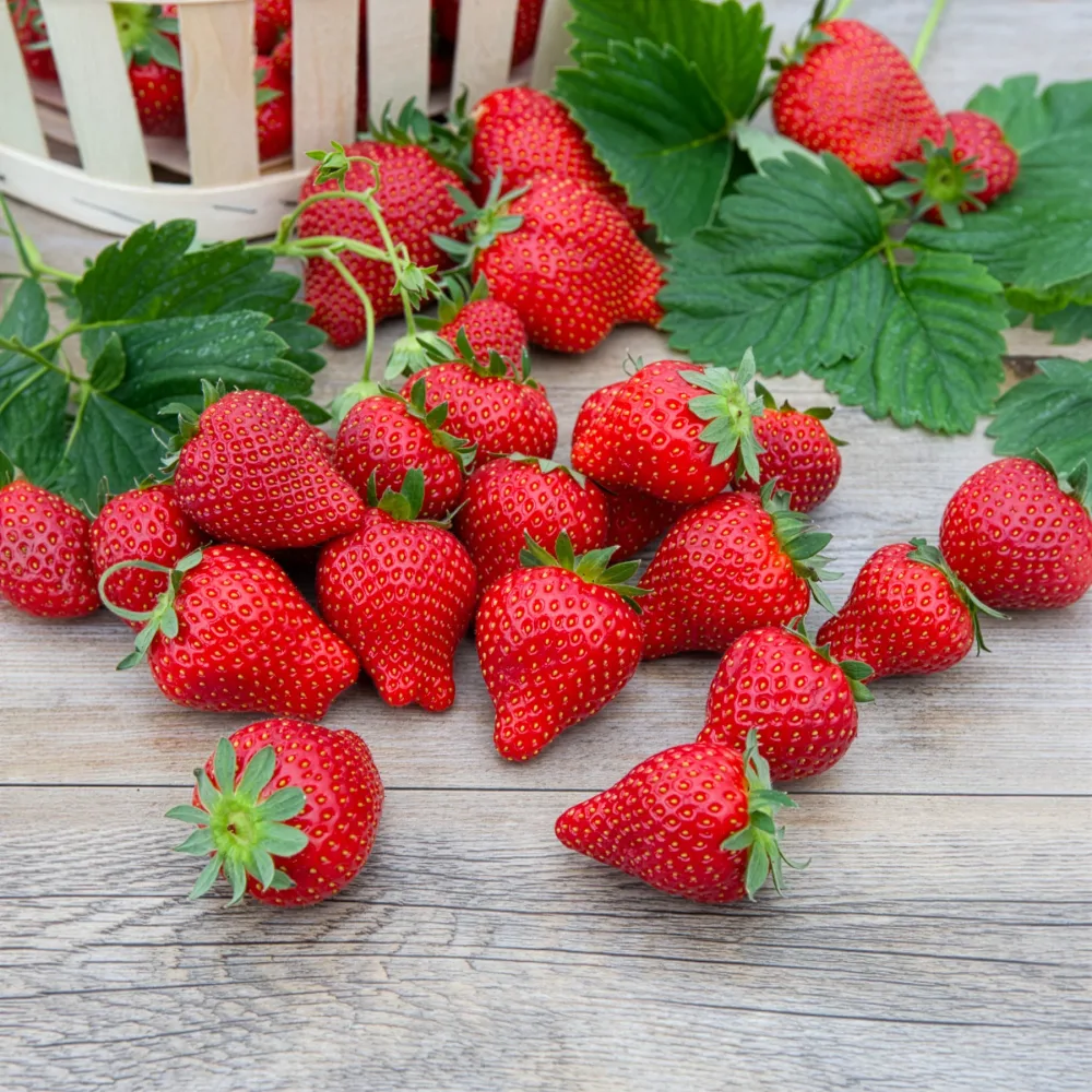 Fraisier Magnum Fragaria x ananassa magnum cov marionnet 97