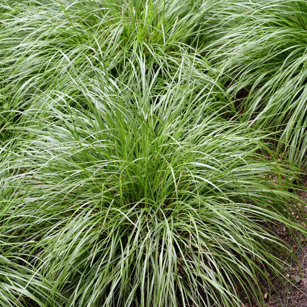 Laîche d'Oshima J.S. Greenwell - Carex Carex oshimensis J.S. Greenwell