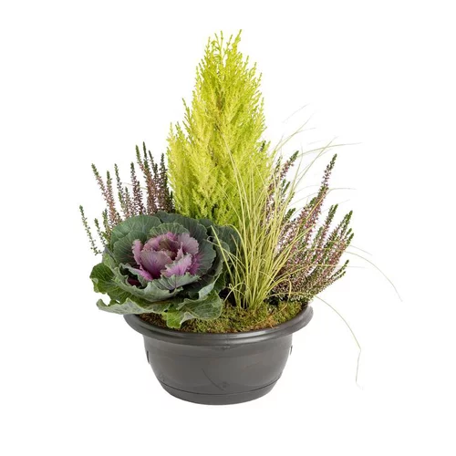 Composition d'extérieur mélange non gelif - La coupe de 27 cm