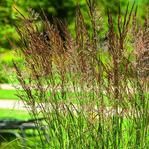 Calamagrostide Overdam vert botanic®. Le pot de 4 litres