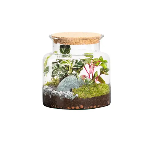 Terrarium autonome botanic® Jungle Classic - Taille S Ø 23 cm H 20 cm