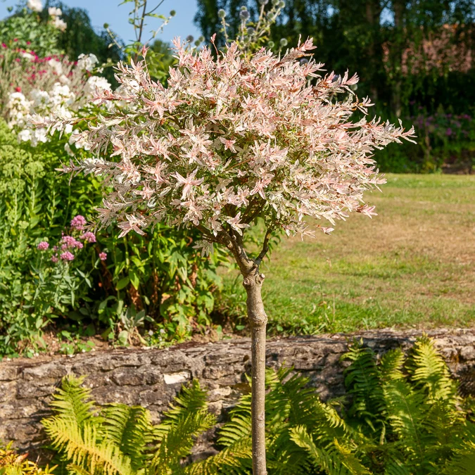 Saule crevette sur tige Flamingo Salix integra Flamingo