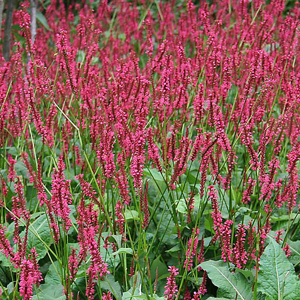 6 x Persicaire – Renouée 'Red Baron', Persicaria amplexicaulis 'Red Baron', godet 9cm x 9cm