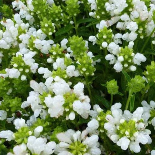 Brunelle à grandes fleurs White Loveliness Prunella grandiflora white loveliness