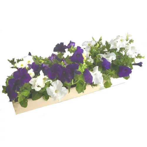 Pétunia à massifs - La cagette de 14 plants