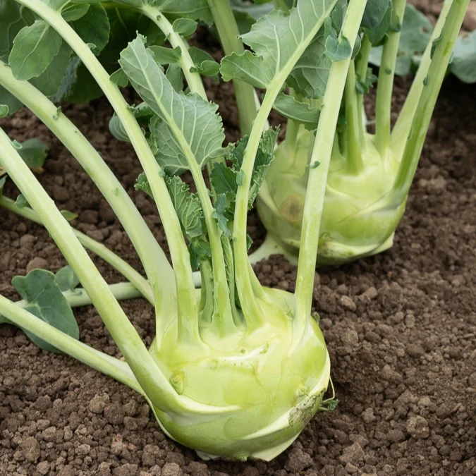Chou-rave Superschmelz Brassica oleracea gongylodes superschmelz
