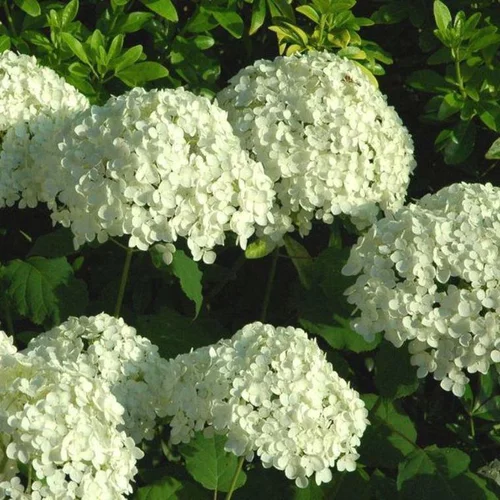 Hortensia Annabelle (Hydrangea Arborescens) blanc. Le pot de 6 litres