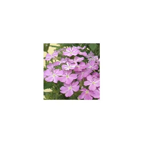 Verveine retombante - Le pot de 10.5 cm