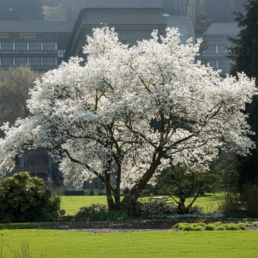 Magnolia de Kobé Magnolia kobus
