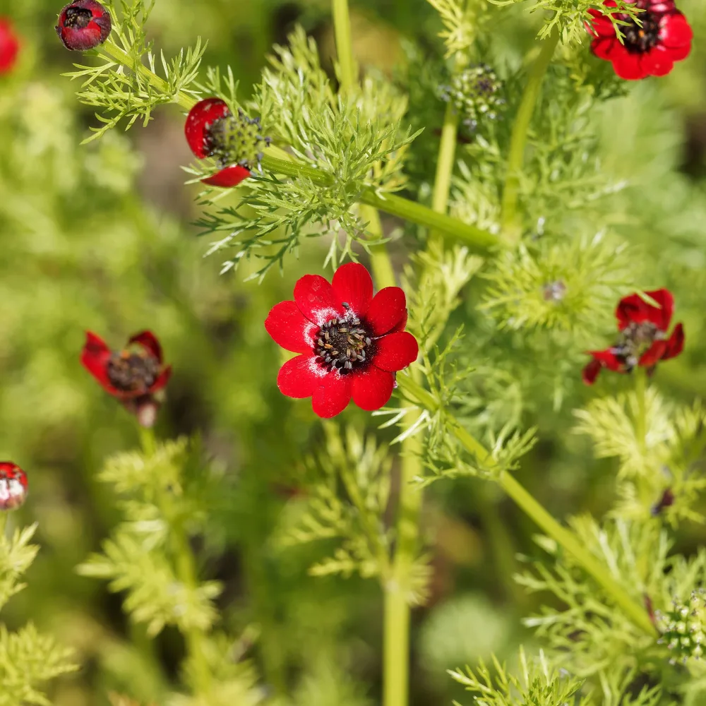 Adonis d'été Deep Red Adonis aestivalis