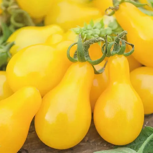 Tomate Cerise Yellow Pear bio. La barquette de 3 plants